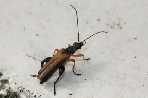 Réf. 56 723 : Oedemera podagrariae