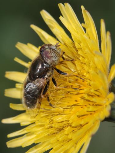 Réf. 56 191 : Eristalinus aeneus