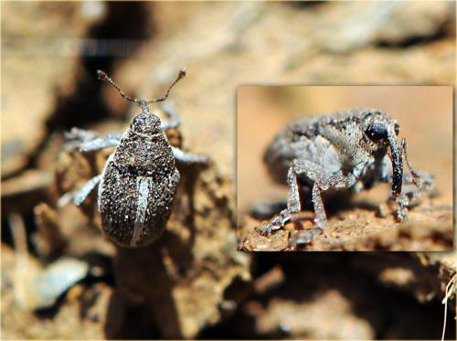 Oprohinus suturalis