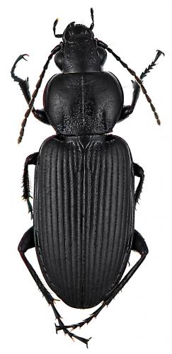 Réf. 56 518 : Poecilus puncticollis