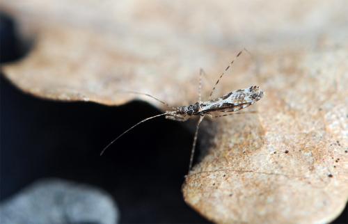 Réf. 56 065 : Empicoris sp.