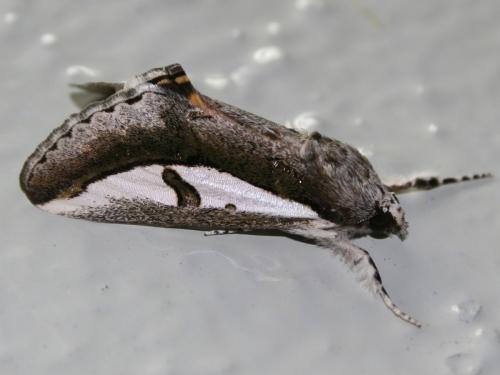 Euscirrhopterus poeyi