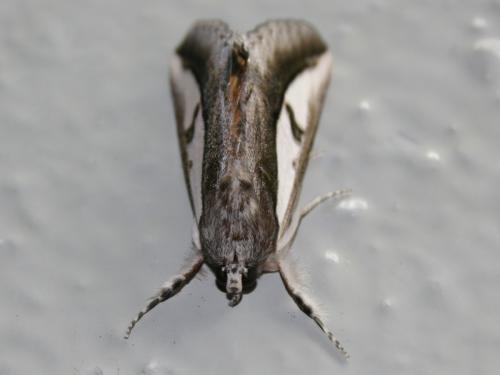 Réf. 56 238 : Euscirrhopterus poeyi