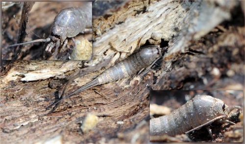 Dilta sp.