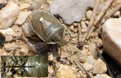 Réf. 56 053 : Chlorochroa pinicola