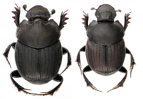 Onthophagus verticicornis