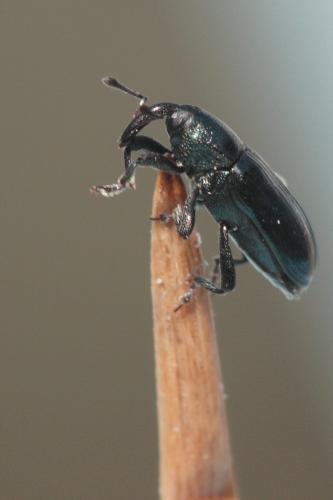 Réf. 56 303 : Aulacobaris coerulescens