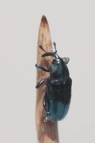 Aulacobaris coerulescens