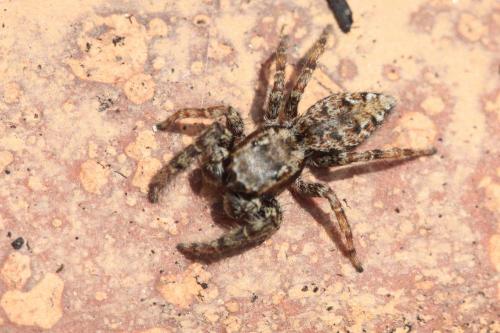 Marpissa muscosa