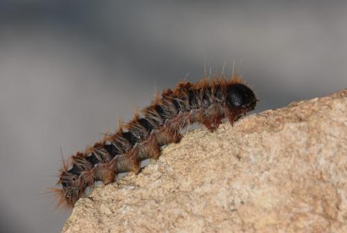Thaumetopoea pityocampa