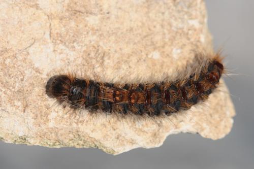 Thaumetopoea pityocampa