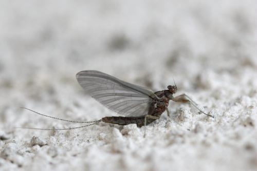 Réf. 56 462 : Cloeon dipterum
