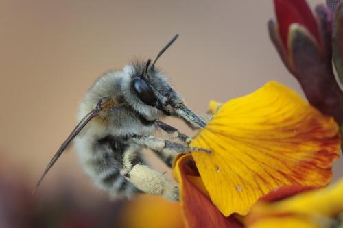 Anthophora sp.