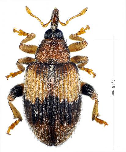 Rhynchaenus xylostei