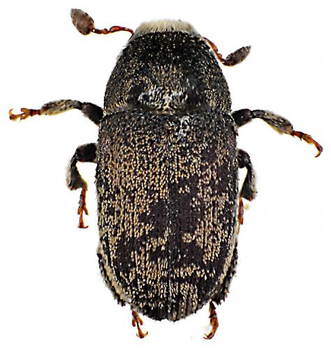 Hylesinus wachtli orni