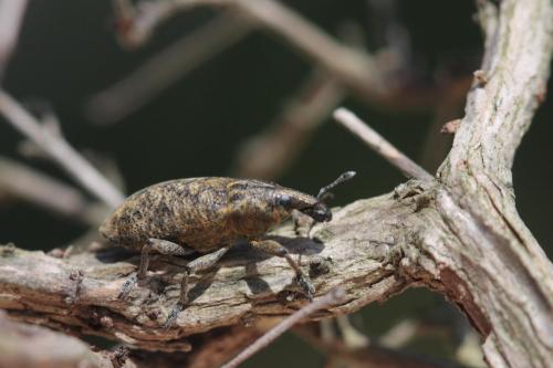 Cyphocleonus trisulcatus