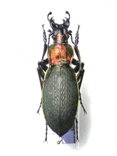 Réf. 56 145 : Carabus jankowskii