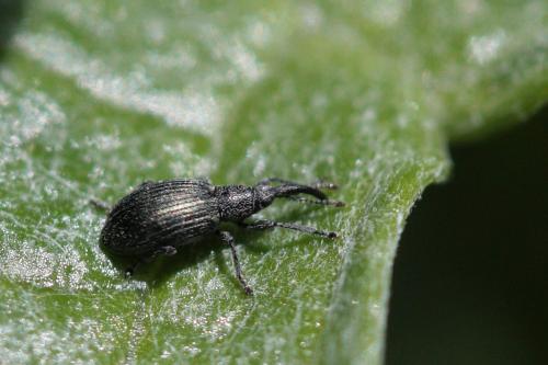 Réf. 56 487 : Eutrichapion sp.