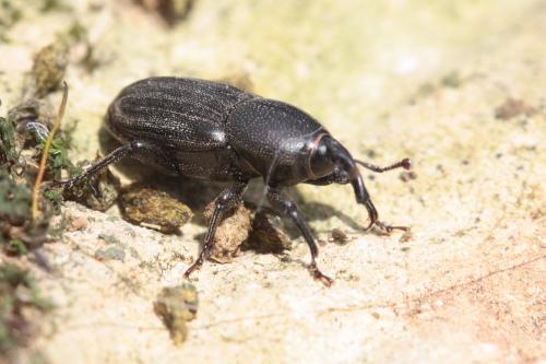 Sphenophorus abbreviatus
