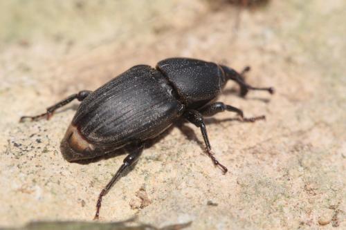 Sphenophorus abbreviatus