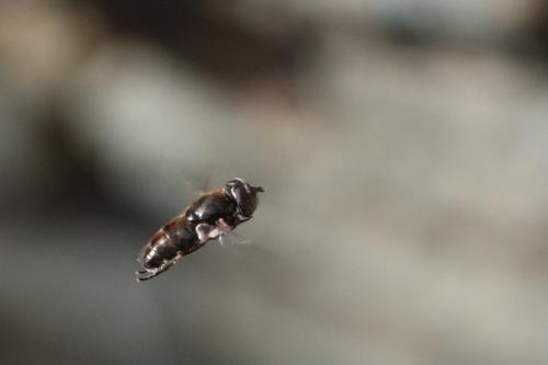 Eristalinus aeneus
