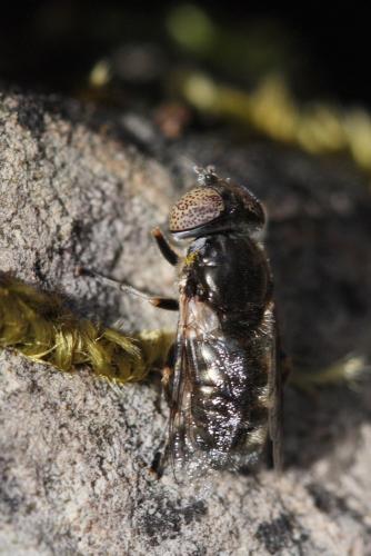 Réf. 56 190 : Eristalinus aeneus