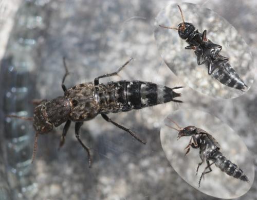 Ontholestes murinus
