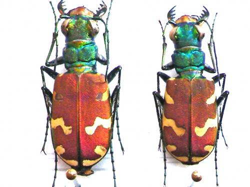 Réf. 56 385 : Cicindela coerulea nitida