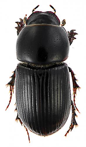 Réf. 56 924 : Calamosternus granarius