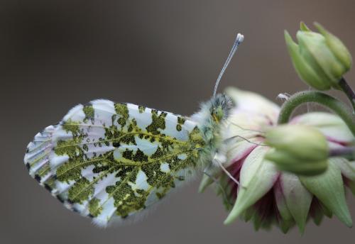 Réf. 56 619 : Anthocharis cardamines