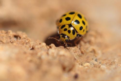 Psyllobora vigintiduopunctata