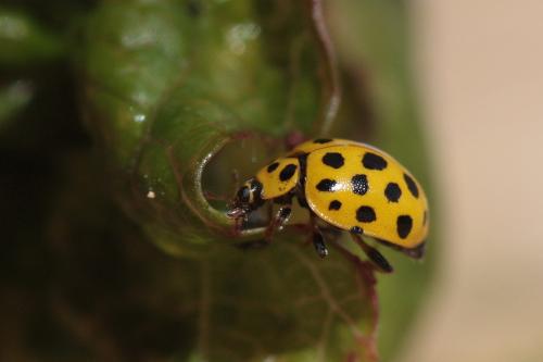 Psyllobora vigintiduopunctata