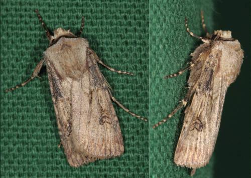 Réf. 56 915 : Agrotis puta