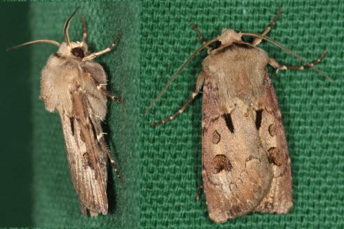 Réf. 56 881 : Agrotis exclamationis