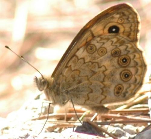 Lasiommata megera