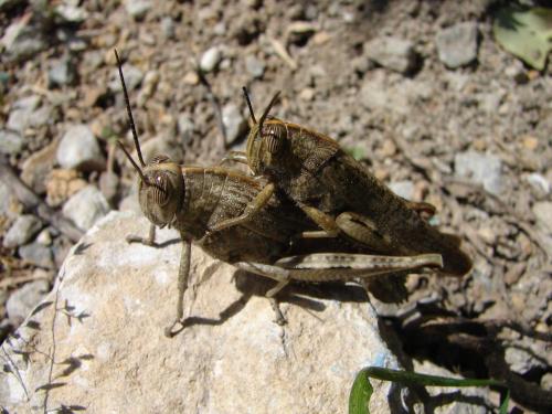 Réf. 56 024 : Anacridium aegyptium