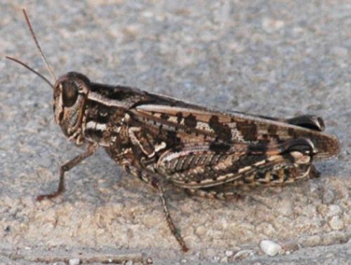 Réf. 56 387 : Calliptamus sp.