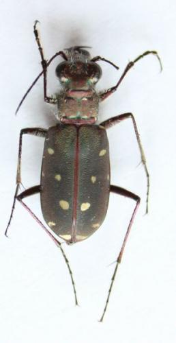 Réf. 56 687 : Calomera littoralis nemoralis