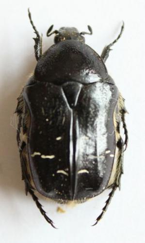 Réf. 56 684 : Cetonia aurata