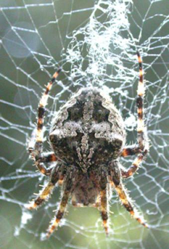 Araneus angulatus