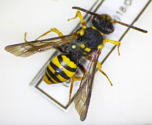 Réf. 56 858 : Nomada melathoracica