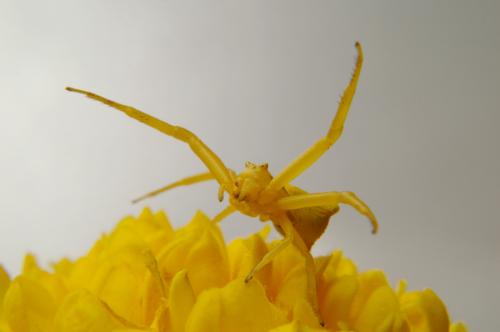 Réf. 56 882 : Thomisus sp.