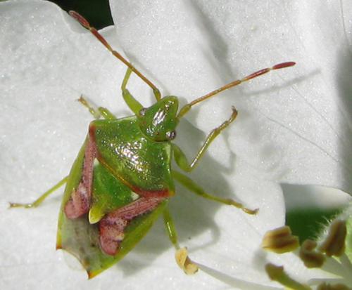 Cyphostethus tristriatus