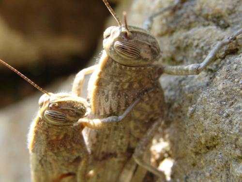 Réf. 56 028 : Anacridium aegyptium