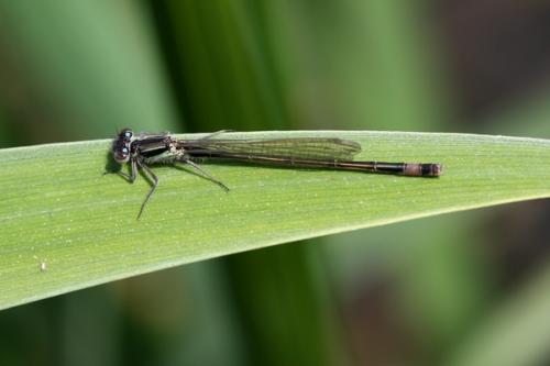 Ischnura elegans