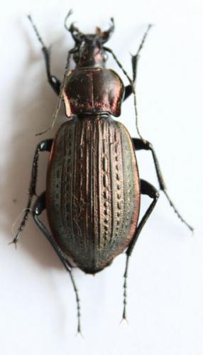 Carabus morbillosus