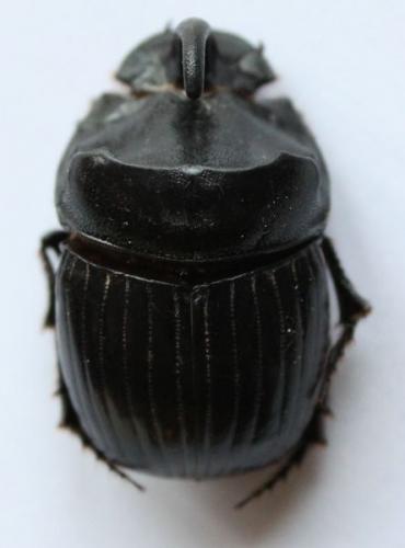 Réf. 56 685 : Copris hispanus