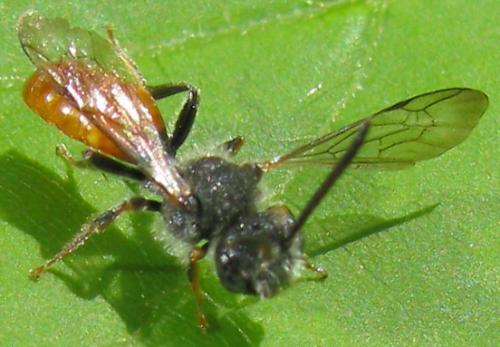 Nomada sp.