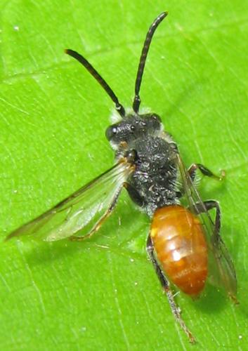 Nomada sp.