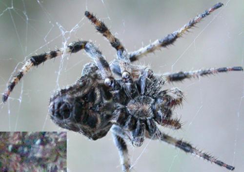 Araneus angulatus